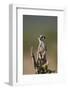 Meerkat (Suricate) (Suricata Suricatta), Addo Elephant National Park, South Africa, Africa-James Hager-Framed Photographic Print