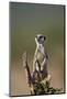 Meerkat (Suricate) (Suricata Suricatta), Addo Elephant National Park, South Africa, Africa-James Hager-Mounted Photographic Print