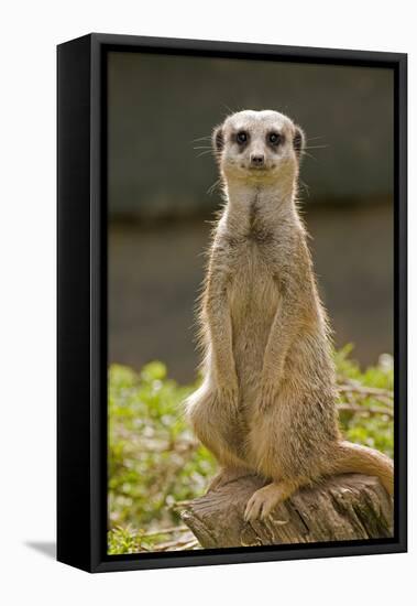 Meerkat, Suricate-null-Framed Stretched Canvas