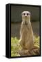 Meerkat, Suricate-null-Framed Stretched Canvas