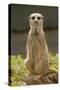 Meerkat, Suricate-null-Stretched Canvas