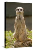 Meerkat, Suricate-null-Stretched Canvas