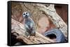 Meerkat - Suricate-duallogic-Framed Stretched Canvas