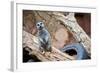 Meerkat - Suricate-duallogic-Framed Photographic Print