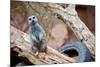 Meerkat - Suricate-duallogic-Mounted Photographic Print