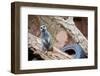 Meerkat - Suricate-duallogic-Framed Photographic Print