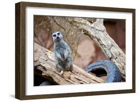 Meerkat - Suricate-duallogic-Framed Photographic Print