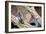 Meerkat - Suricate-duallogic-Framed Photographic Print