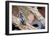 Meerkat - Suricate-duallogic-Framed Photographic Print