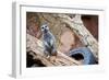 Meerkat - Suricate-duallogic-Framed Photographic Print