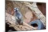 Meerkat - Suricate-duallogic-Mounted Photographic Print