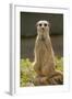 Meerkat, Suricate-null-Framed Photographic Print