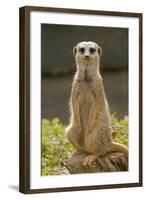 Meerkat, Suricate-null-Framed Photographic Print