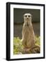 Meerkat, Suricate-null-Framed Photographic Print