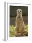 Meerkat, Suricate-null-Framed Photographic Print