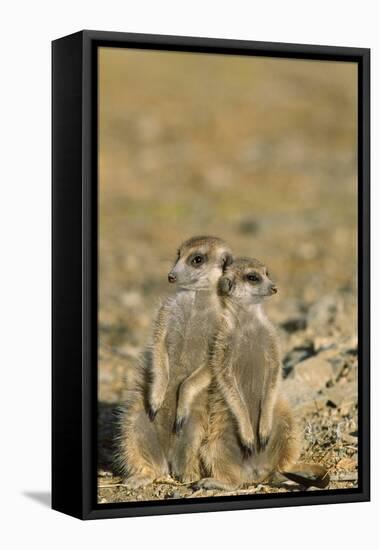 Meerkat Two Different Aged Young-null-Framed Stretched Canvas