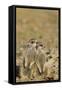 Meerkat Two Different Aged Young-null-Framed Stretched Canvas