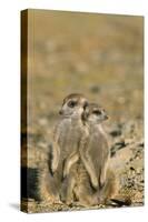 Meerkat Two Different Aged Young-null-Stretched Canvas