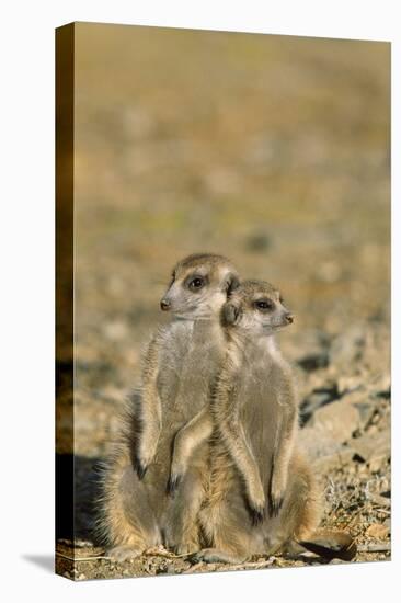 Meerkat Two Different Aged Young-null-Stretched Canvas