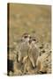 Meerkat Two Different Aged Young-null-Stretched Canvas