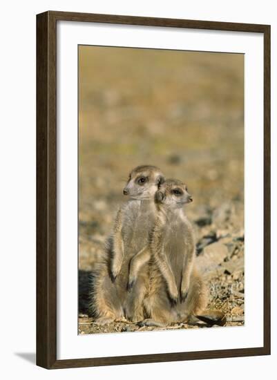 Meerkat Two Different Aged Young-null-Framed Photographic Print