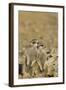 Meerkat Two Different Aged Young-null-Framed Photographic Print