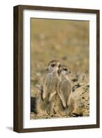 Meerkat Two Different Aged Young-null-Framed Photographic Print