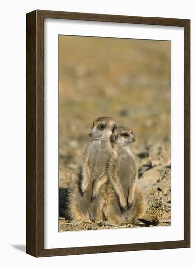 Meerkat Two Different Aged Young-null-Framed Photographic Print