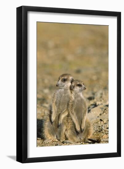 Meerkat Two Different Aged Young-null-Framed Photographic Print