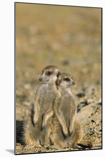 Meerkat Two Different Aged Young-null-Mounted Photographic Print
