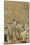 Meerkat Two Different Aged Young-null-Mounted Photographic Print