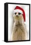 Meerkat Wearing Christmas Hat-null-Framed Stretched Canvas