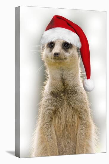 Meerkat Wearing Christmas Hat-null-Stretched Canvas