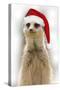 Meerkat Wearing Christmas Hat-null-Stretched Canvas