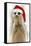 Meerkat Wearing Christmas Hat-null-Framed Stretched Canvas