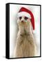 Meerkat Wearing Christmas Hat-null-Framed Stretched Canvas