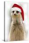 Meerkat Wearing Christmas Hat-null-Stretched Canvas