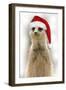 Meerkat Wearing Christmas Hat-null-Framed Photographic Print