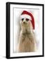 Meerkat Wearing Christmas Hat-null-Framed Photographic Print