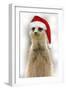 Meerkat Wearing Christmas Hat-null-Framed Photographic Print