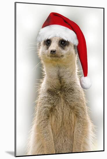 Meerkat Wearing Christmas Hat-null-Mounted Photographic Print