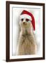 Meerkat Wearing Christmas Hat-null-Framed Photographic Print