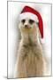 Meerkat Wearing Christmas Hat-null-Mounted Photographic Print