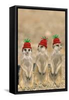 Meerkat Wearing Woolly Christmas Hats-null-Framed Stretched Canvas