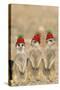 Meerkat Wearing Woolly Christmas Hats-null-Stretched Canvas