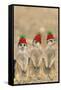 Meerkat Wearing Woolly Christmas Hats-null-Framed Stretched Canvas