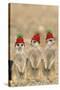 Meerkat Wearing Woolly Christmas Hats-null-Stretched Canvas