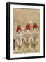 Meerkat Wearing Woolly Christmas Hats-null-Framed Photographic Print