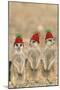 Meerkat Wearing Woolly Christmas Hats-null-Mounted Photographic Print