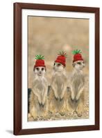 Meerkat Wearing Woolly Christmas Hats-null-Framed Photographic Print